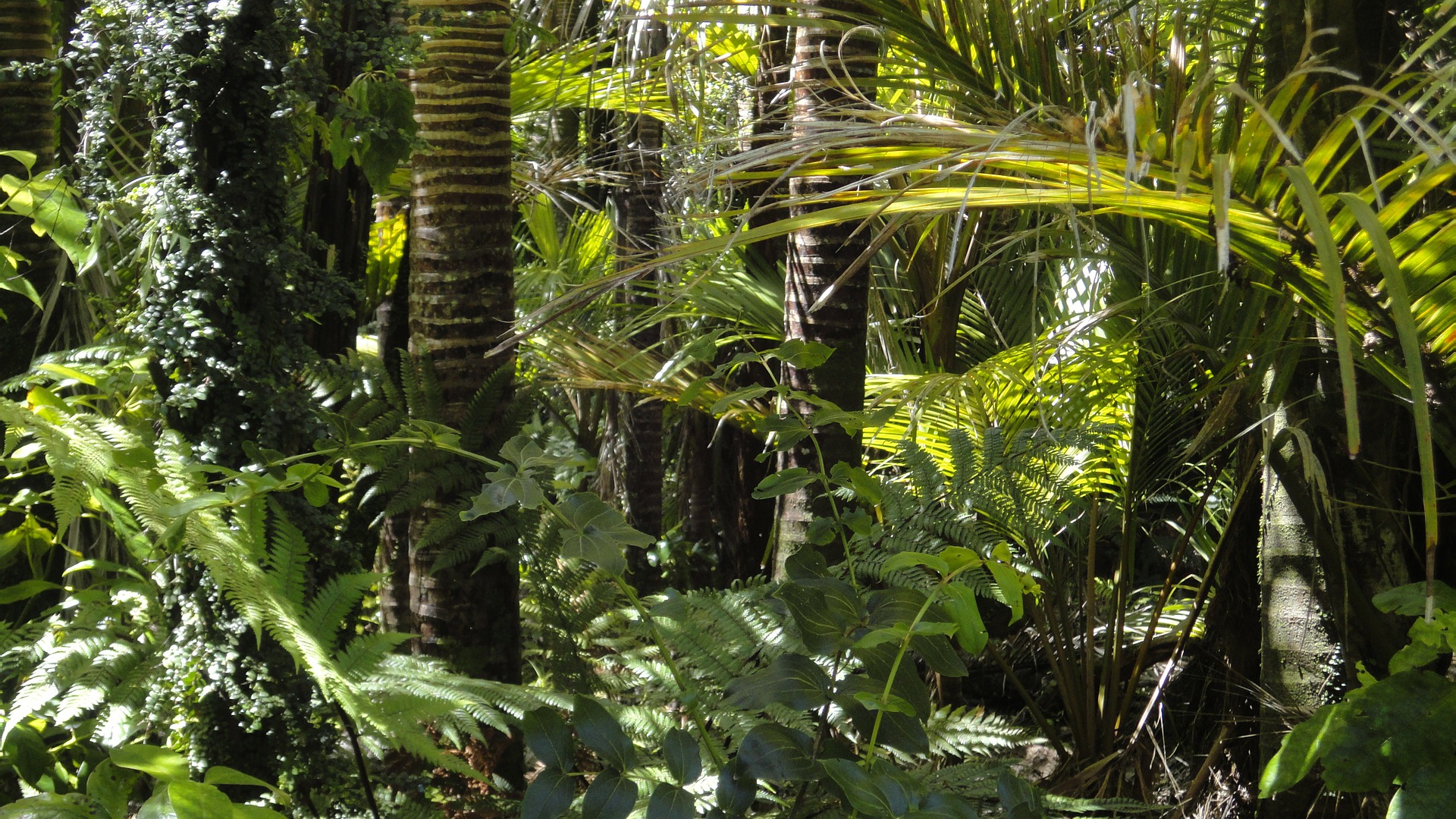 “10 Gründe, warum der Amazonas-Regenwald geschützt werden muss” is locked 10 Gründe, warum der Amazonas-Regenwald geschützt werden muss